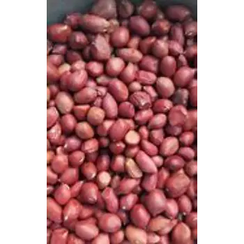 Natural Groundnut Seeds